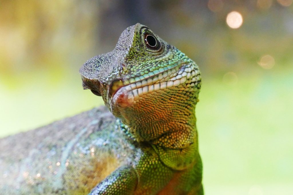 ᐅ Terrarium Tiere - Überblick & Ratgeber der wichtigsten Arten